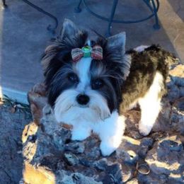 Finn - Yorkshire Terrier