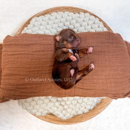 Pepsi - Red tri female Miniature Australian Shepherd puppy in Oklahoma City, Oklahoma from Outland Toy & Mini Aussies