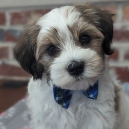 Rocky - White Havanese puppy in Perryville, Missouri from MT's Havanese