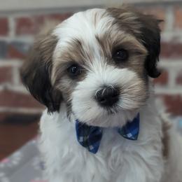 Rocky - White Havanese puppy in Perryville, Missouri from MT's Havanese