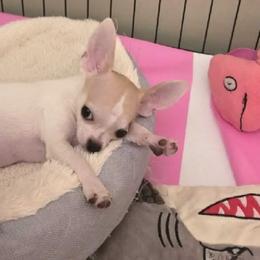Bob - Cream and white male Chihuahua puppy in Frostproof, Florida from Chitownchihuahuas