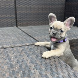 Jinx - French Bulldog puppy in Utah from A Cute Pair of Frenchies