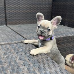 Jinx - French Bulldog puppy in Utah from A Cute Pair of Frenchies