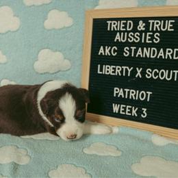 Patriot - Red tri-color male Australian Shepherd puppy in Cotati, California from Tried and True Aussies