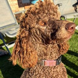 Luna - Poodle