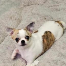 Fatty - Chihuahua