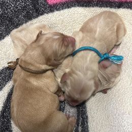 Golden Retriever Puppies from St. Paul Goldens
