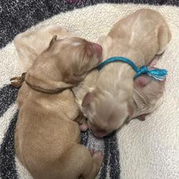 Golden Retriever Puppies from St. Paul Goldens