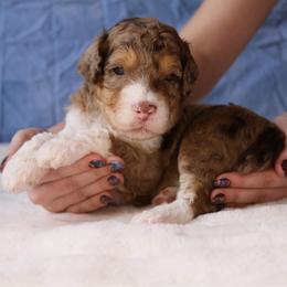 Cap (Captain America) - Red merle male Aussiedoodle puppy in Springfield, Missouri from Aspen River Doodles