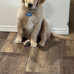 Golden Retriever Puppies from Daffodil Valley Goldens