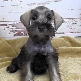 Oscar - Salt and pepper male Miniature Schnauzer puppy in Coarsegold, California from Halo Schnauzer