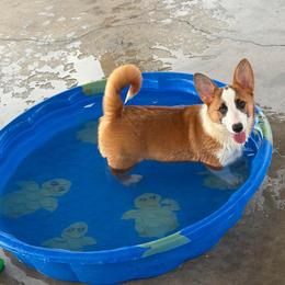 Girl 12 - Red female Pembroke Welsh Corgi puppy in Surprise, Arizona from Ruff and Rowdy Corgis