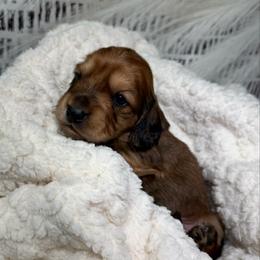 Forrest - Red male Dachshund puppy in Bald Knob, Arkansas from Victoria’s Dachshunds
