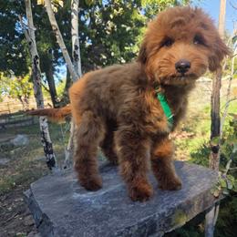 Chevy - Red male Bernedoodle puppy in Boise, Idaho from Nesting Dolls