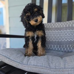 Aussiedoodle and Australian Mountain Doodle Puppies from Jagged Oaks Farm