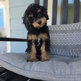 Aussiedoodle and Australian Mountain Doodle Puppies from Jagged Oaks Farm