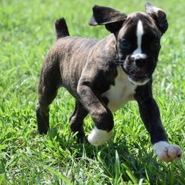 Poppy - Brindle female Boxer puppy in Humboldt, Nebraska from Keims Royal Boxers