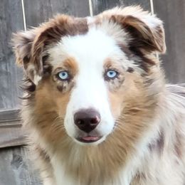 Miniature Australian Shepherds from Denali Mini Aussies