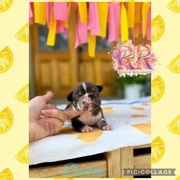 Boston - Tricolors male French Bulldog puppy in Upper Sandusky, Ohio from Rock Run Homestead