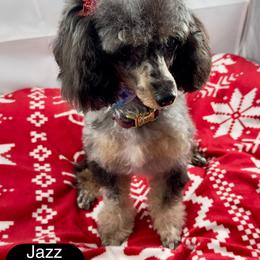 Jazz-Tini - Phantom female Poodle puppy in Henderson, Nevada from P3Puppies