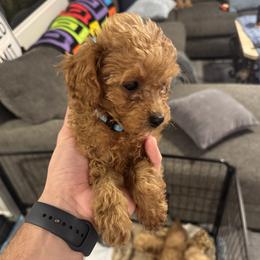 Cavapoo Puppies from Quentin
