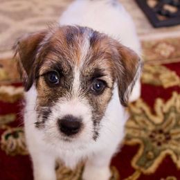 Russell Terriers from Chardonnay Russells