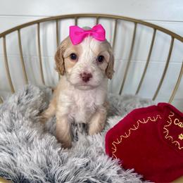 Cartier (hot pink) - Blenheim female Cavapoo puppy in West Haven, Utah from Harper Haven Cavapoos & Doodles