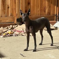 Lucy - Peruvian Inca Orchid