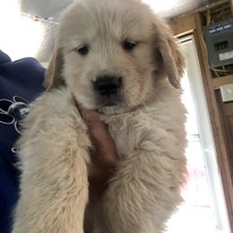 Golden Retriever Puppies from OPK GOLDENS