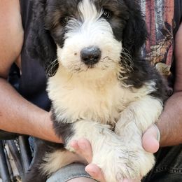 Captain-born on Memorial Day - Brown and white male Sheepadoodle puppy in Falls Creek, Pennsylvania from By Well Kennels