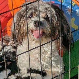 Lacey - Havanese