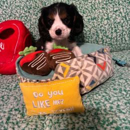Jessie - Tri-color male Cavalier King Charles Spaniel puppy in Tacoma, Washington from Cherilym Gumm's Cavalier King Charles Spaniel