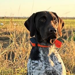 German Shorthaired Pointers from Valley Pointers