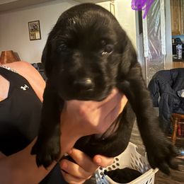 Girl 3 - Black female Labrador Retriever puppy in Black Creek, Wisconsin from Copper View Farm German Shepherds and Labrador Retreivers