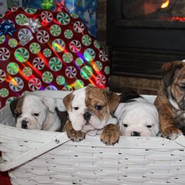 English Bulldog Puppies from Macnaughty Bulldogs