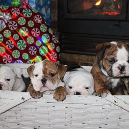English Bulldog Puppies from Macnaughty Bulldogs