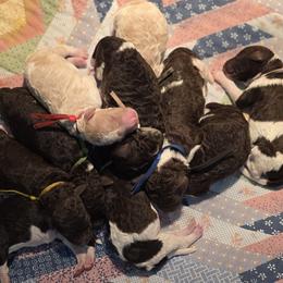 Goldendoodle puppies from Greg's Goldendoodles and Poodles