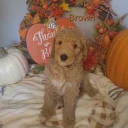Goldendoodle Puppies from Channys Doodles