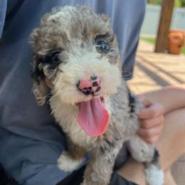 Honey - female Australian Mountain Doodle puppy in Sherrills Ford, North Carolina from Magnolia Grove Farms