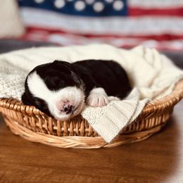 Danny - Black tri-color male Australian Shepherd puppy in Uvalda, Georgia from Happy Ours Australian Shepherds