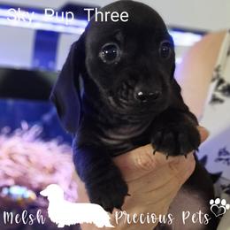 Sky-Nemo Pup 3 by Birth order - Black male Dachshund puppy in Anamosa, Iowa from Melsh Precious Pets