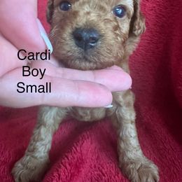 AKC solid red - Red  male Poodle puppy in Southwest Ranches, Florida from Herringbone ‘s Poodles