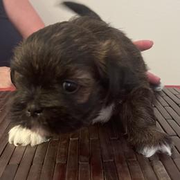 Girl 2 Purple - Black and tan female Lhasa Apso puppy in Palm Bay, Florida from Lhasa Apso Doggy Stylez Fl
