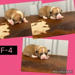 Girl 4 - Red female Pembroke Welsh Corgi puppy in Linden, Texas from W&W “lil” Wrangler Corgis