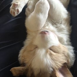 Border Collie Puppies from Cahill’s Canines