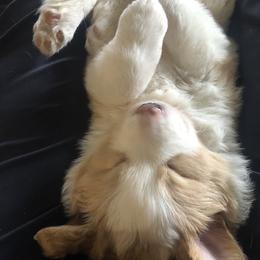 Border Collie Puppies from Cahill’s Canines