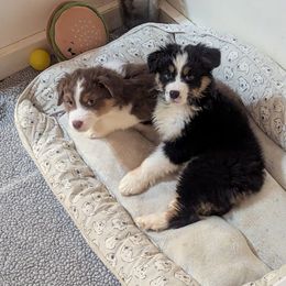 Australian Shepherd Puppies from Brewedstone Australian Shepherds