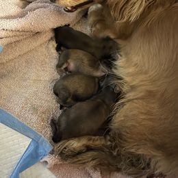 Dachshund Puppies from Little Kisses Doxies