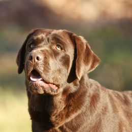 Terra Cotta - Labrador Retriever