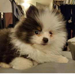 Pomeranian All Grown Up from Kayla's Pomeranians